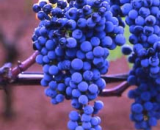 Grappolo diZinfandel-Primitivo.