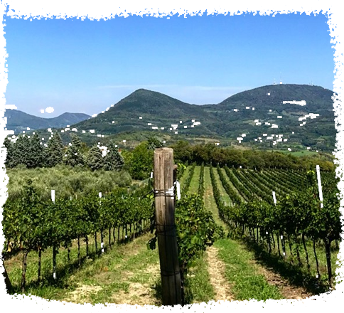 <H1>Vini dei <span>Colli Euganei</span></h1>
<h2>Rossi & Bianchi</h2>
<p>Scoprite i migliori vini rossi, bianchi e spumanti dei Colli Euganei! </p>
